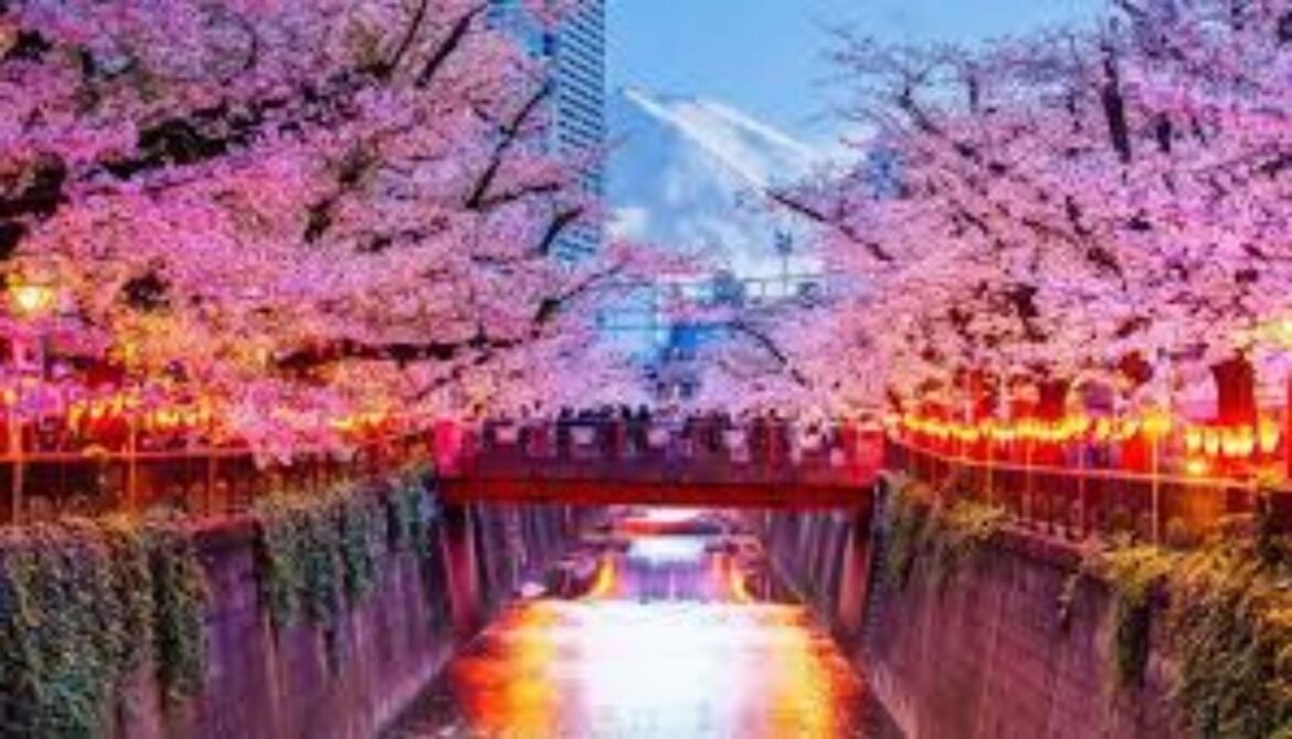Japan’s cherry blossom festival canceled in Fujiyoshida; Here’s what to know
