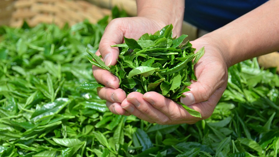 Fresh, locally grown green tea is just one of several delicacies visitors can try in Maizuru  