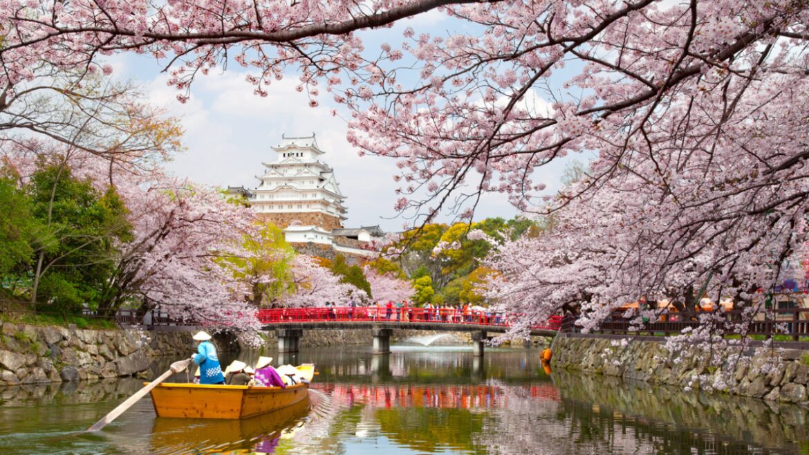 Japan Has Officially Cancelled Its Cherry Blossom Festival This Year Because Of Badly Behaved Tourism | Travel