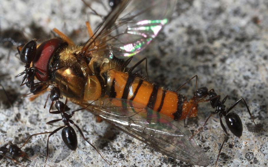 Two browser ants approach the carcass of another insect.