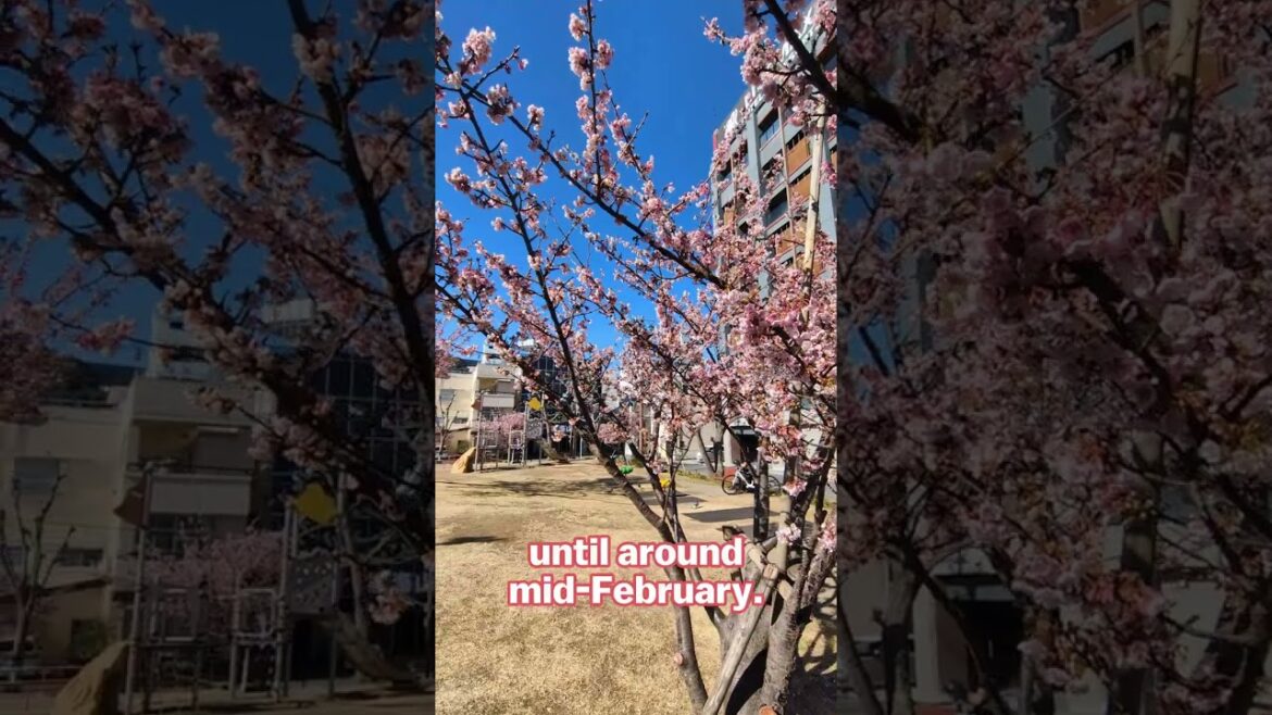 Cherry blossoms in Atami
