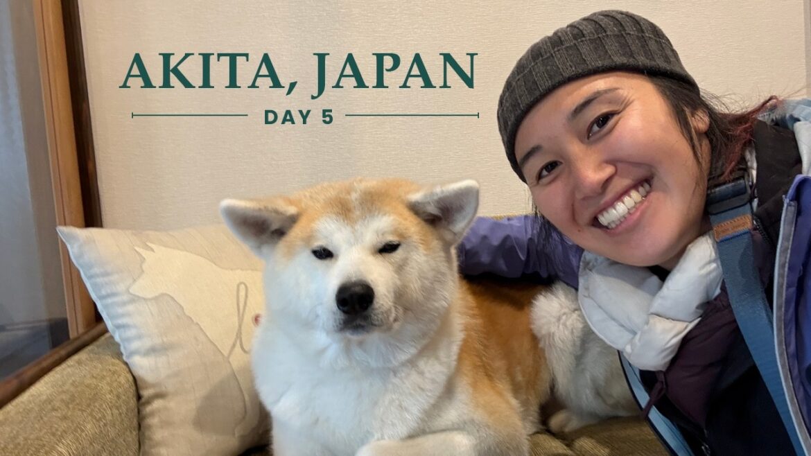 Van Life Japan - AKITA Dogs and Samurai Village | 2 Weeks in Tohoku - Day 5