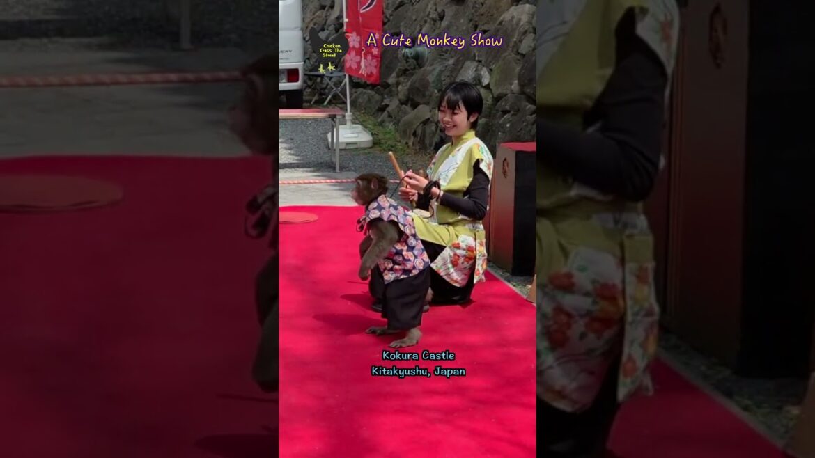 A Cute Monkey Show in Kokura Castle, Kitakyushu, Japan #funny #cute #loveit #chickencrossthestreet