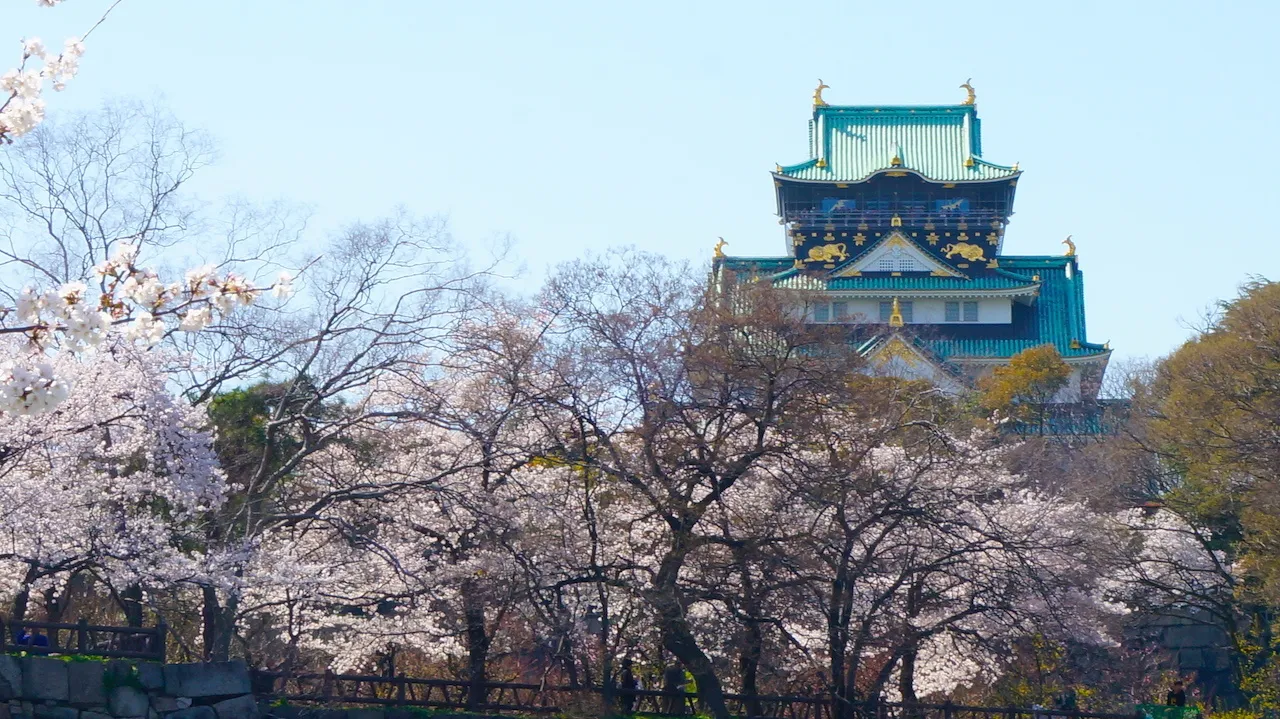 大阪城公園櫻花