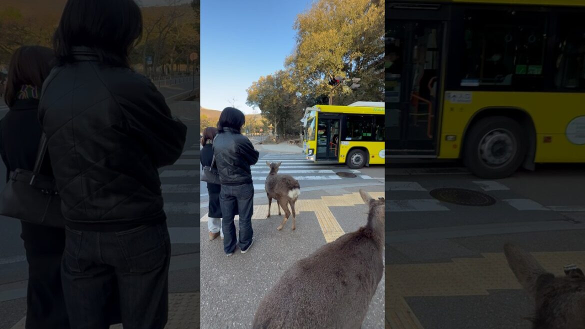 Foreign Tourists Stunned by This Incredible Deer Crossing | Nara Park Deer in Japan