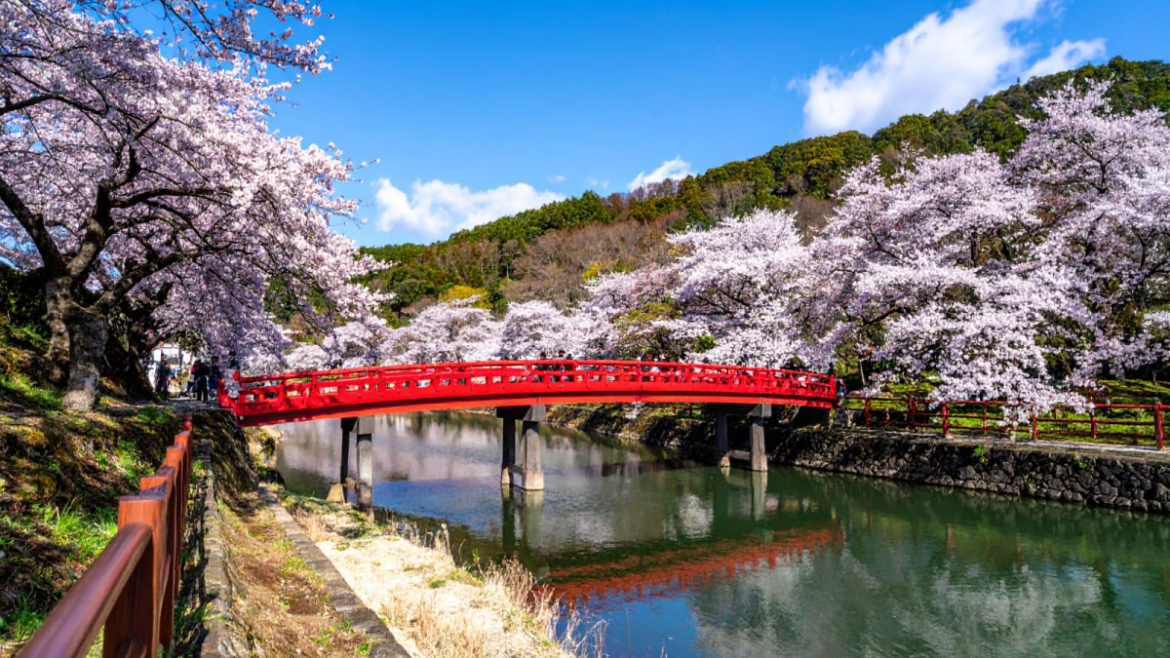 Bloom And Gloom: Japan Says Tourists Cannot Attend Cherry Blossom Festival. Here’s Why | World News new share icon