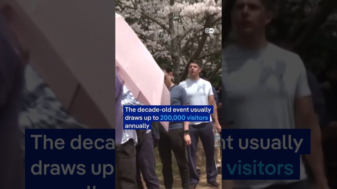 Japan cancels famous cherry blossom festival