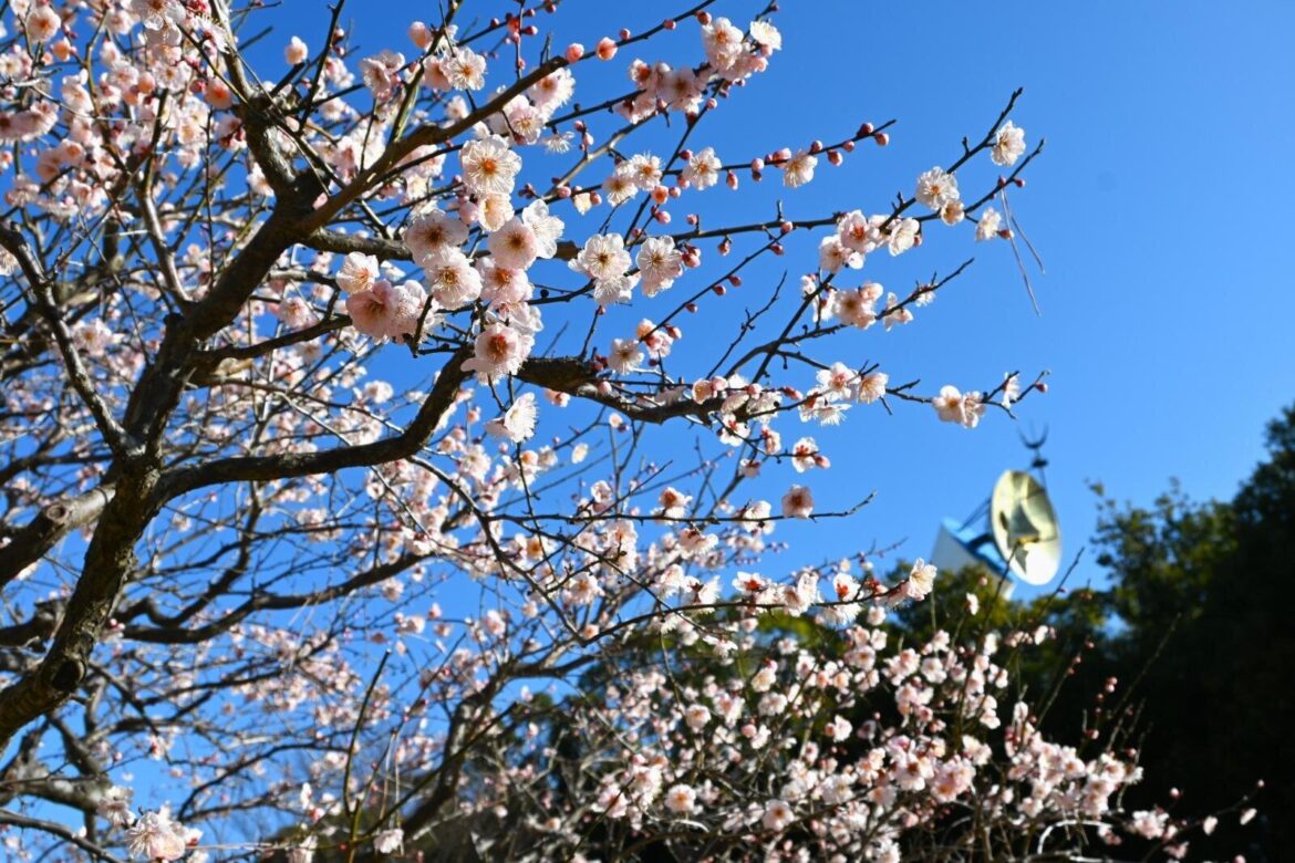 Expo ’70 Commemorative Park Plum Blossom Festival 2026 | Expo ’70 Commemorative Park