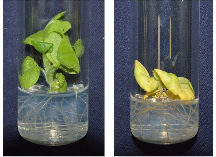 Researchers discovered hybrid combinations capable of overcoming hybrid lethality and producing numerous offspring using tobacco as an experimental plant