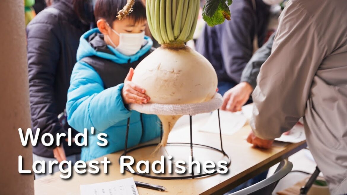 World's Largest Radishes Contest: Sakurajima Daikon, Kagoshima, Japan