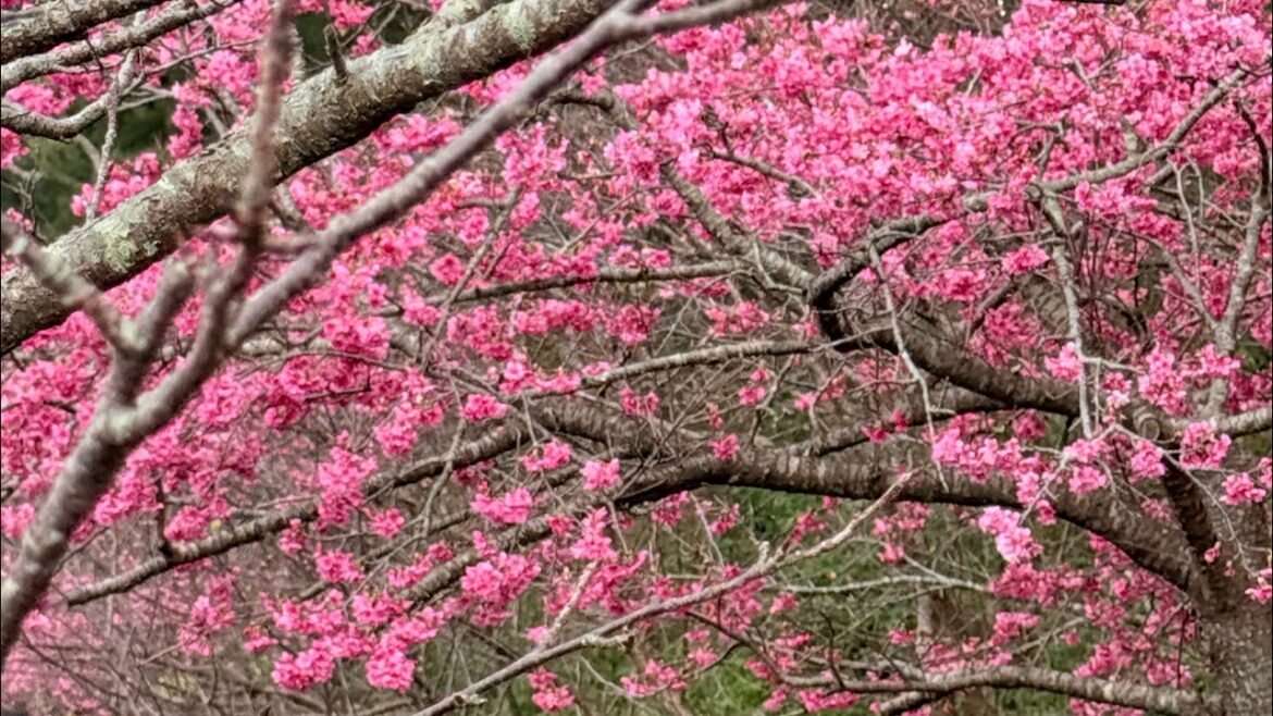 🌸🌸Okinawa Cherry Blossom Festival 🌸🌸