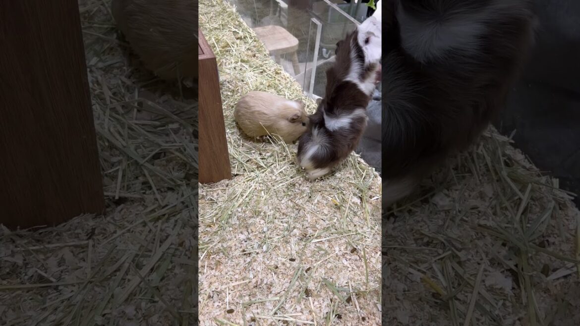 【KOBE】Must-See Tourist Attractions - MOFF Animal Café