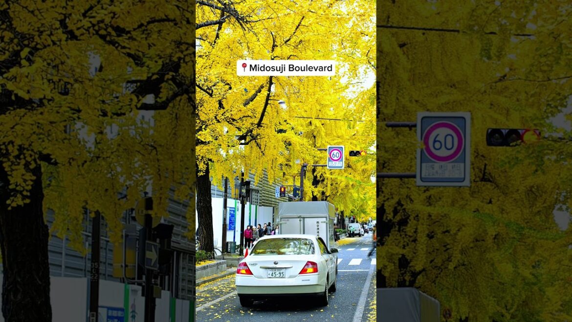 🍁🇯🇵 The 7 Best Autumn Leaves Spots in Osaka