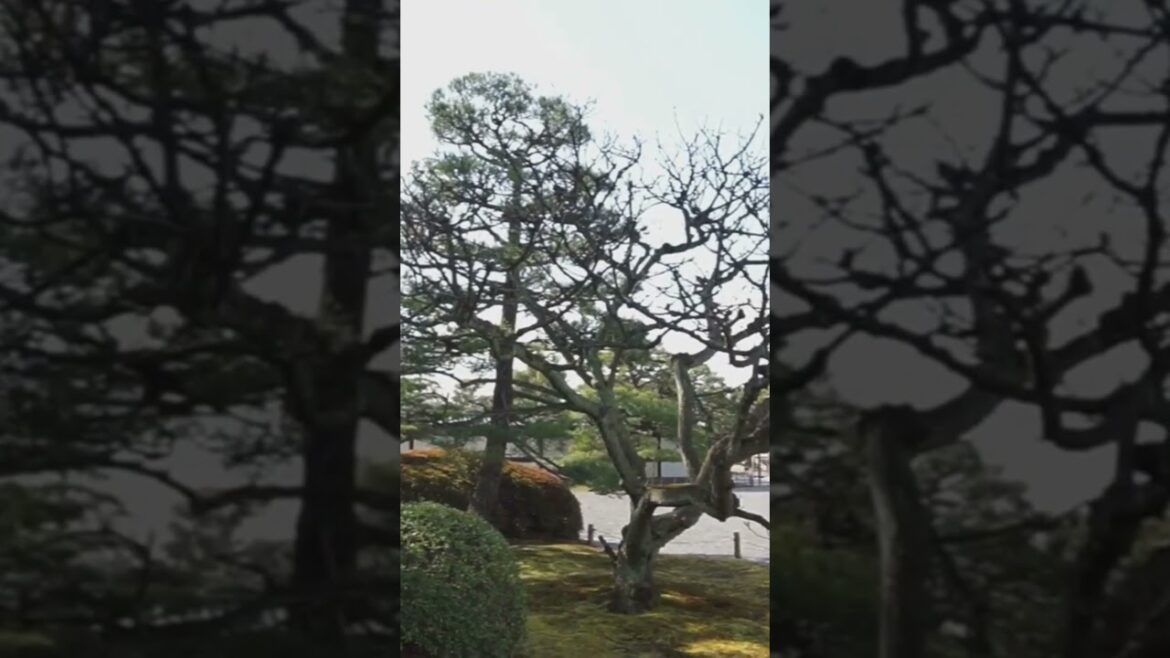 #kyotojapan#bestdestinations