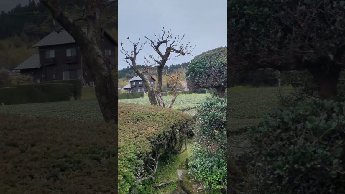 samurai  home garden in Kagoshima Japan #cruise #travel #japan #celebrity #shogun