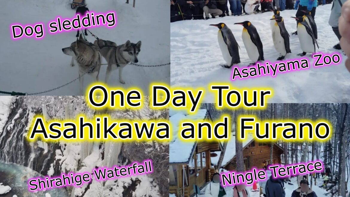 One Day Tour to Asahikawa and Furano.Private taxi trip.