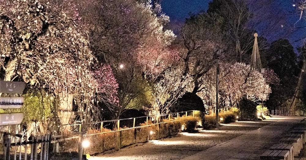 Now is the time to visit one of Tokyo’s best off-the-beaten-path plum blossom gardens Now is the time to visit one of Tokyo’s best off-the-beaten-path plum blossom gardens