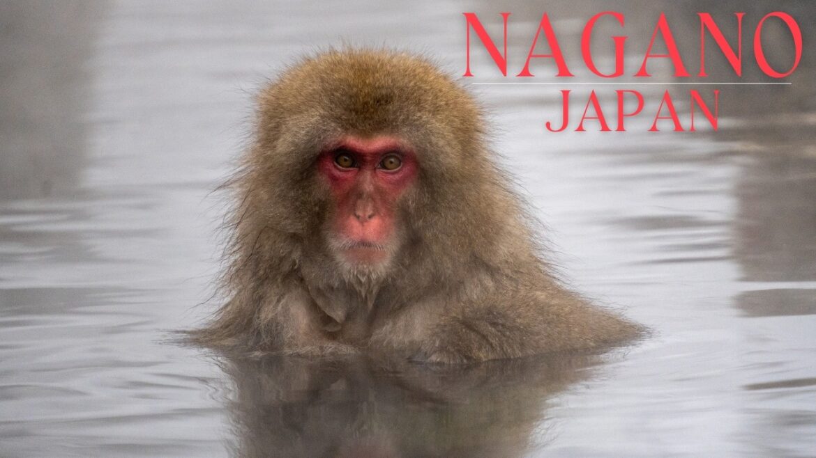 Japan Winter Travel Vlog: Snow Monkey Park in Nagano & Skiing in Hakuba Valley