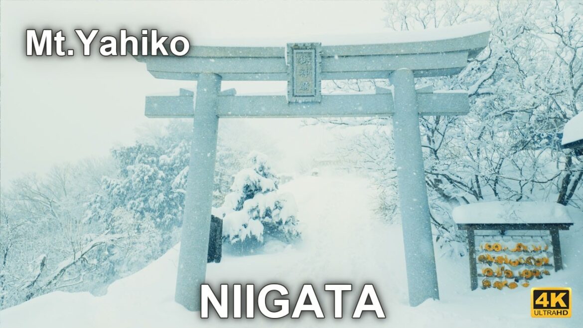 Top of Mt.Yahiko Snow blizzard Walking Tour at Niigata, Japan 2026.