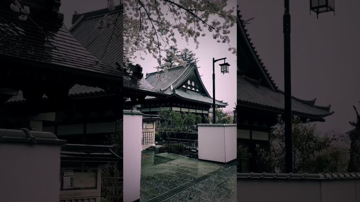 Taisei-ji / 大石寺 #travel #旅行 #visitjapan #観光 #japan #japantravel #sakura #shizuoka #さくら #静岡 #桜 #大石寺