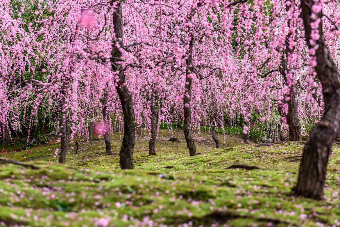 Weeping Plum and Camellia Festival at Jonangu Shrine, Kyoto | Jonangu Shrine, Kyoto