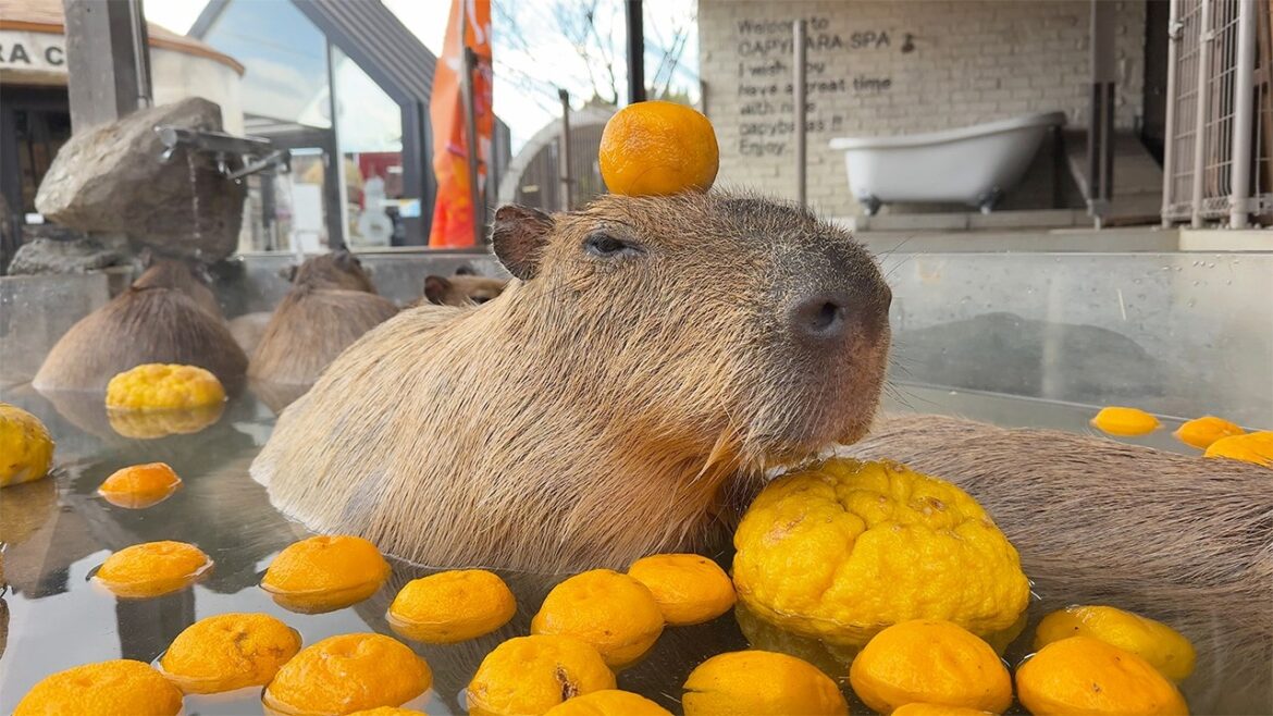3 Relaxing Capybara Hot Springs Across Japan!🍊