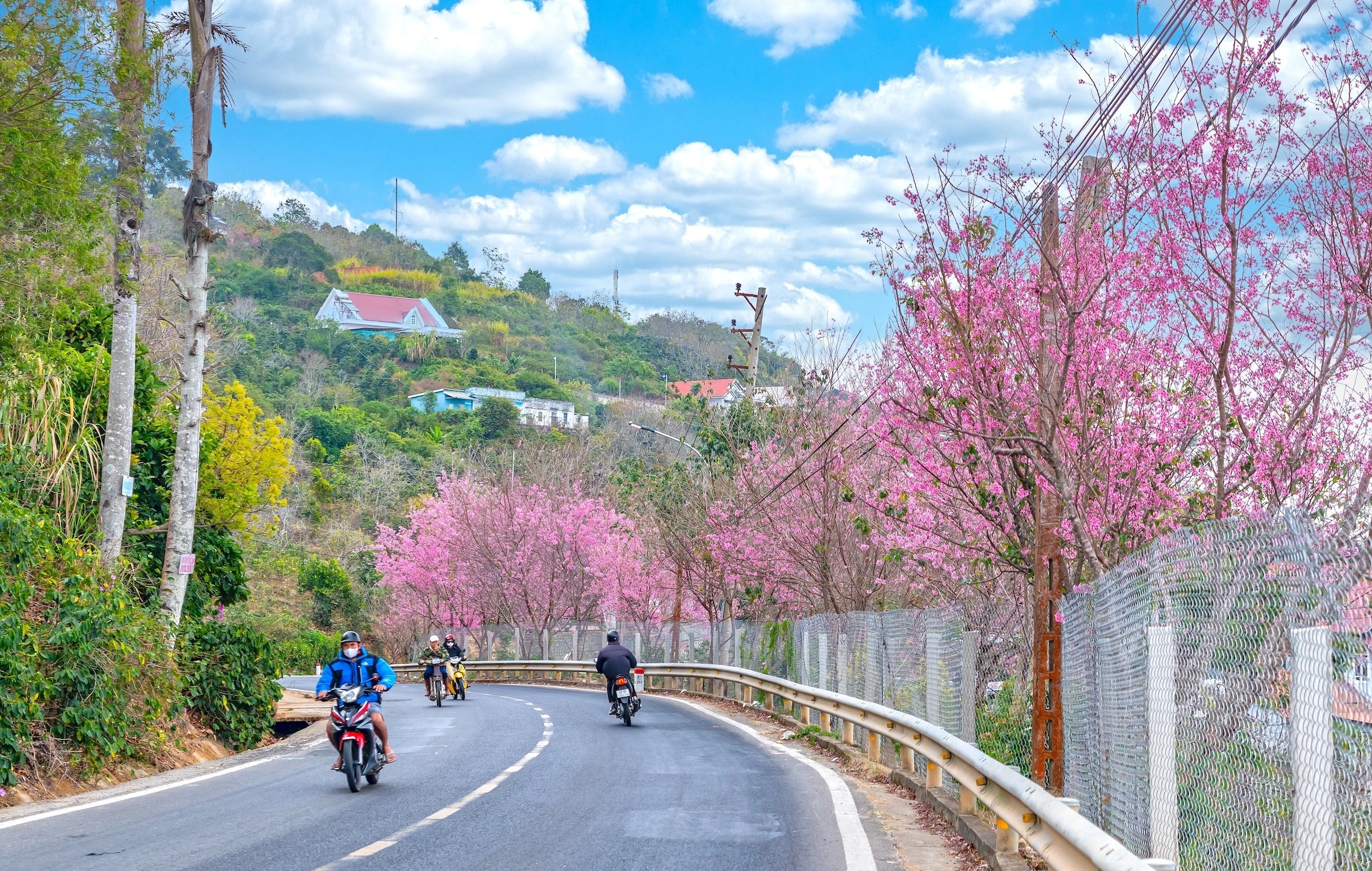 Da Lat, Vietnam - February 21st, 2024: Traffic at the corner of a busy curve as cherry blossom trees bloom by the roadside on a beautiful spring morning in Da Lat, Vietnam