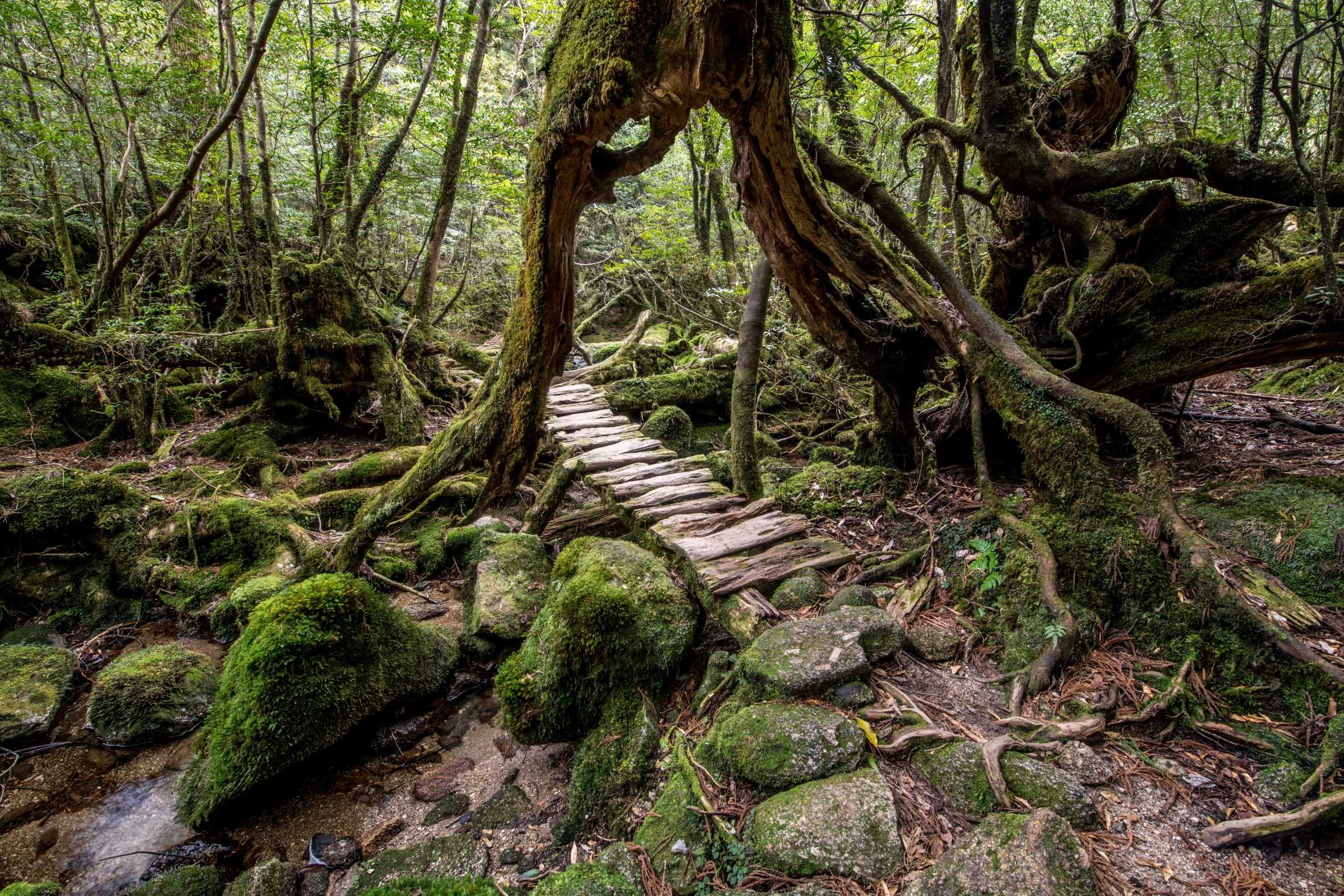 Ancient cedars on Yakushima Island — one of the most beautiful places in Japan