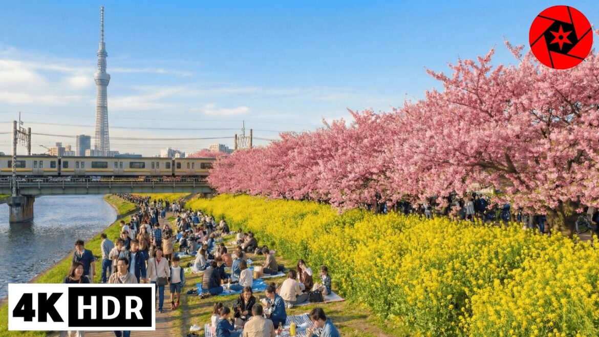 FIRST Cherry Blossoms in Tokyo 2026! Kawazu Sakura Walking Tour - 4K HDR