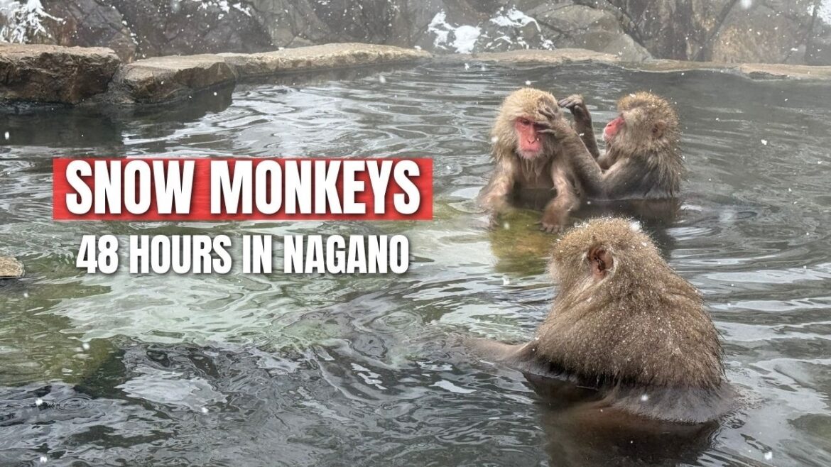 48 Hours in Nagano Japan | Snow Monkey Park & Local Eats
