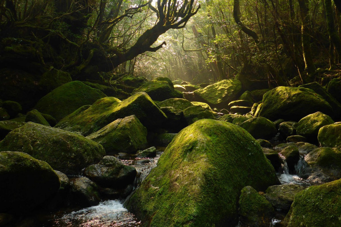 Wet, Remote and Full of Magic—A Trip to Japan’s Yakushima Island Wet, Remote and Full of Magic—A Trip to Japan's Yakushima Island