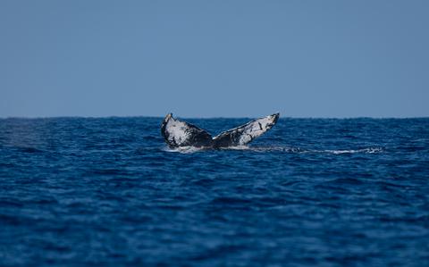 The Return of Zed: A Familiar Tail in Okinawa Waters The Return of Zed: A Familiar Tail in Okinawa Waters