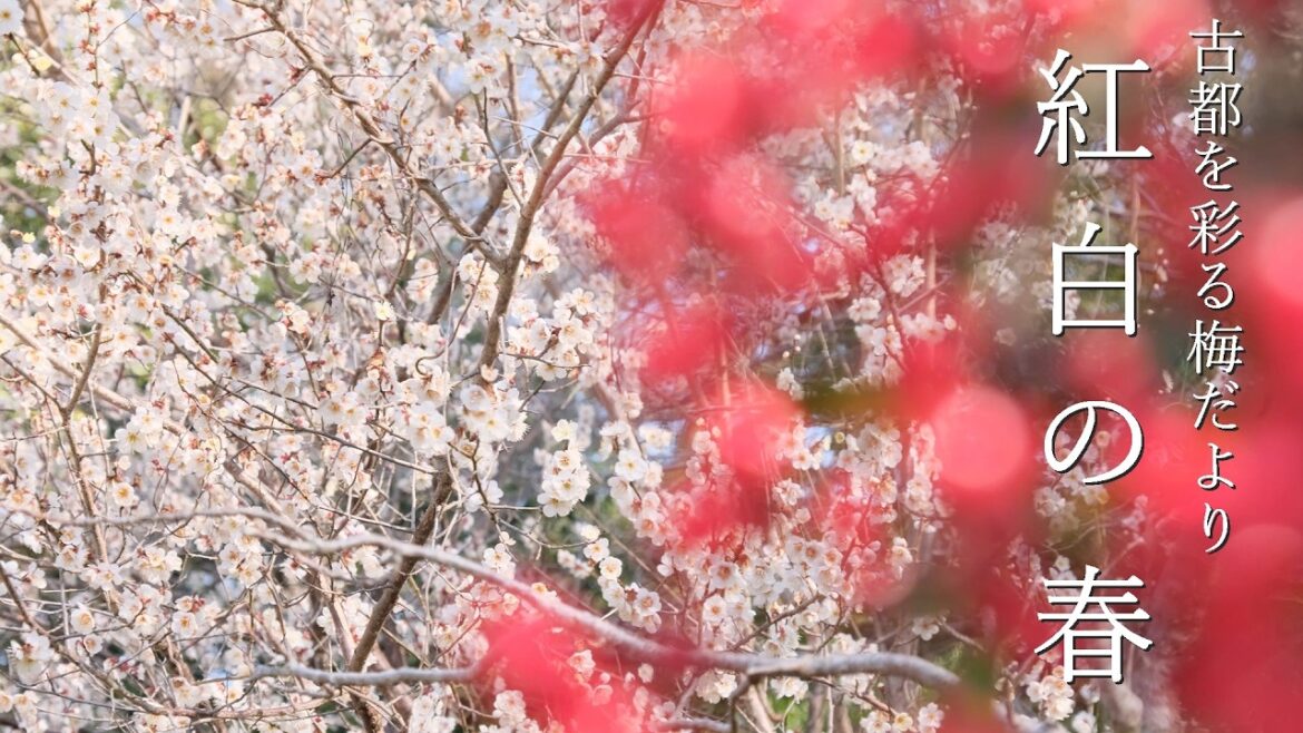 【京都 梅 2026】紅白の春 古都を彩る梅だより | 静かに愛でる隠れた梅の風景 【京都 梅 2026】紅白の春 古都を彩る梅だより | 静かに愛でる隠れた梅の風景