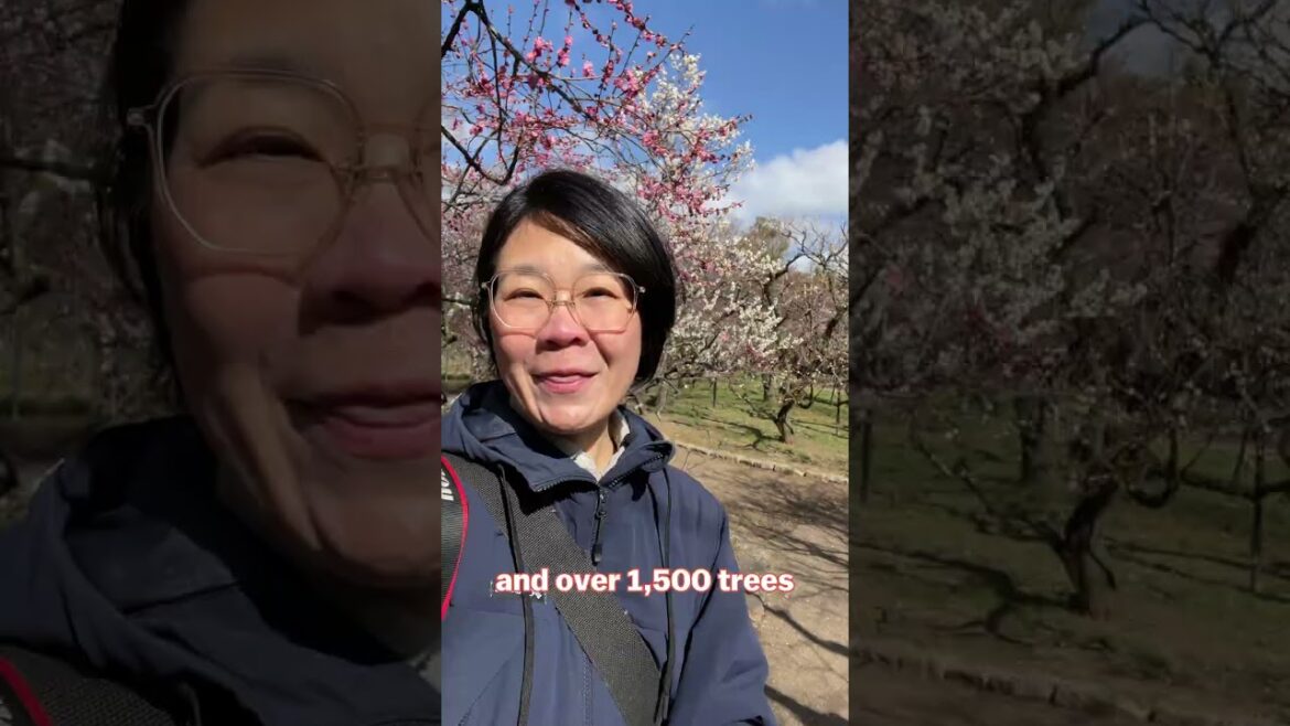 Plum blossoms in Kyoto