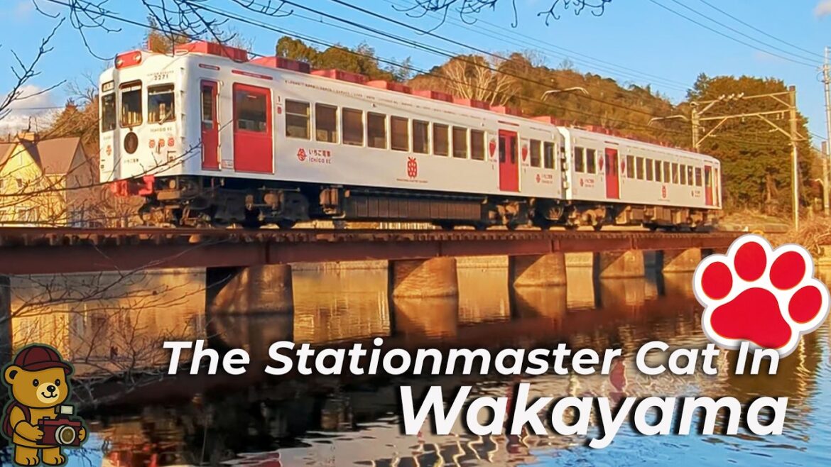 Beary visits Japan’s Stationmaster Cat in Wakayama