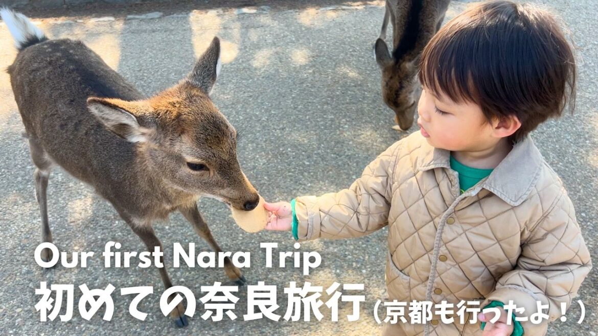 【子連れ旅行】京都＆初めての奈良旅行🫎⛩️ | いろはグランホテル近鉄奈良駅前子連れ宿泊記 | 東大寺 | 奈良公園 | 特急あをによし