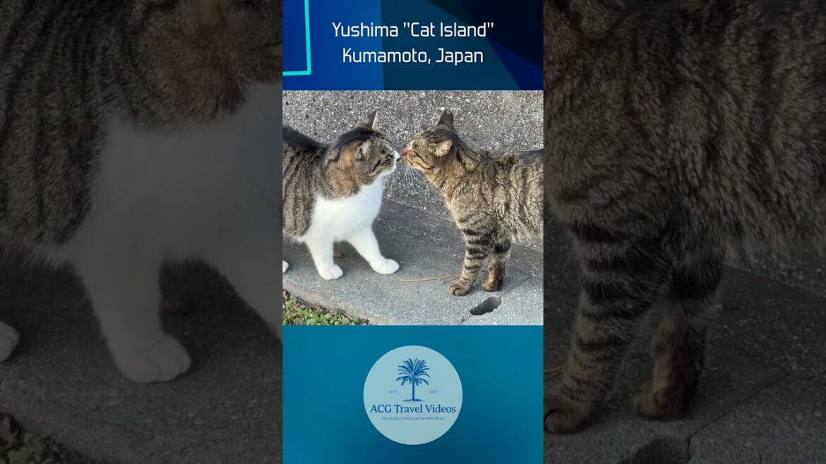 Yushima “Cat Island” – Kumamoto, Japan Yushima "Cat Island" - Kumamoto, Japan