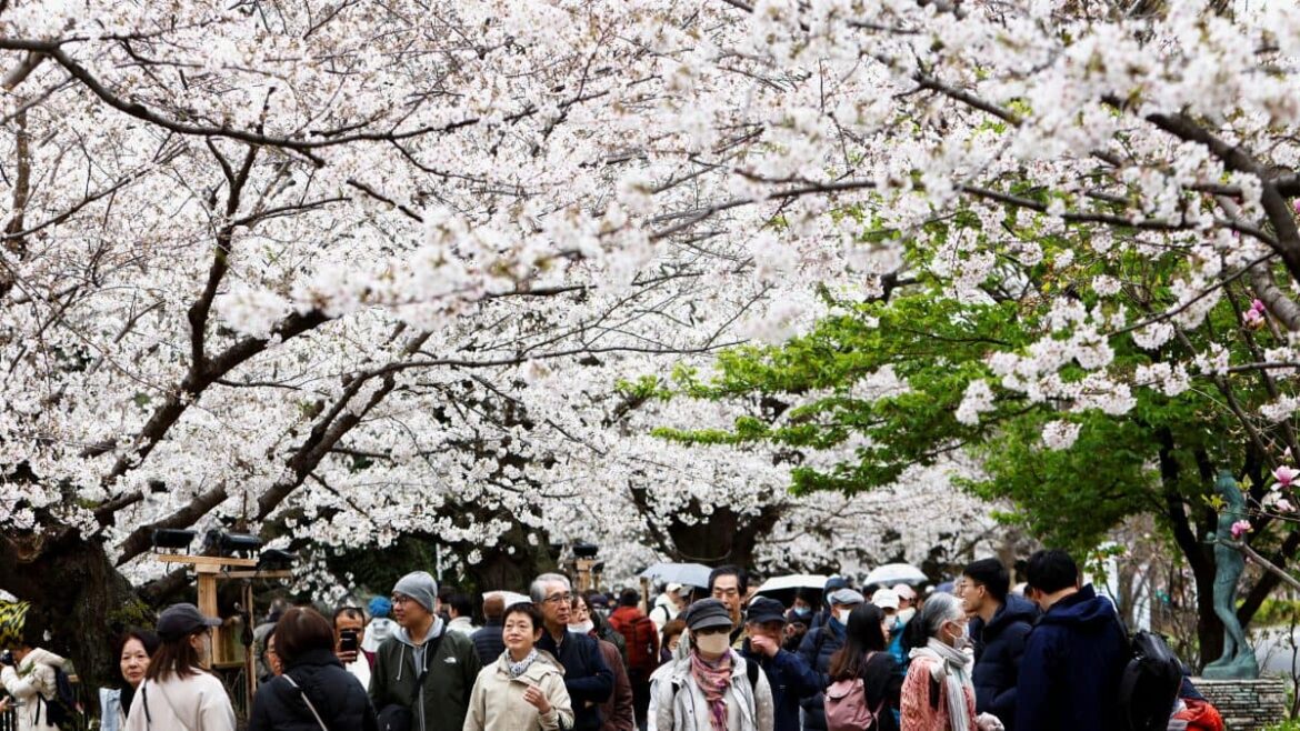 Why a Japanese town has cancelled the cherry blossom festival – Firstpost