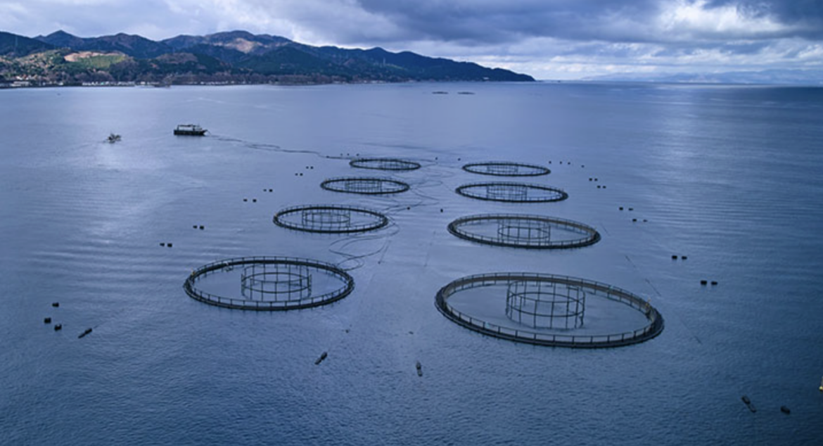 Japan’s largest trout farmer targets 4,300t output, builds barge for future expansion