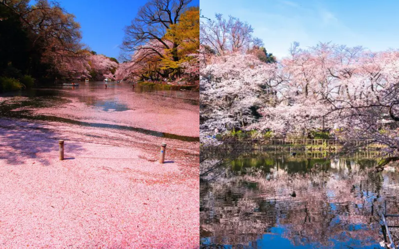 2026 Japan Cherry Blossom Forecast | Tokyo, Osaka, Fukuoka, Nagoya, Sendai