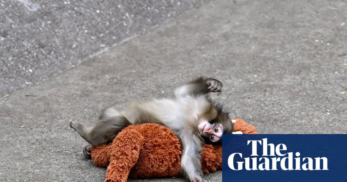 The tragedy of Punch the monkey: why do mother animals abandon their offspring? | Japan The tragedy of Punch the monkey: why do mother animals abandon their offspring? | Japan