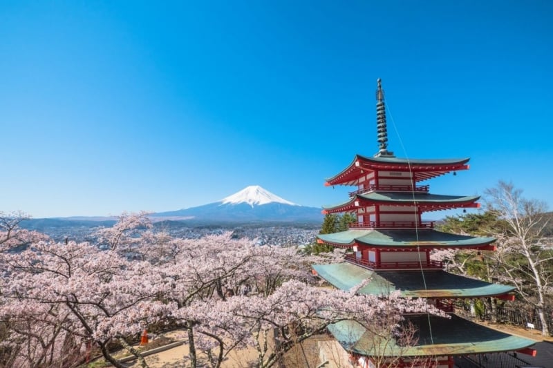 Mount Fuji cherry blossom