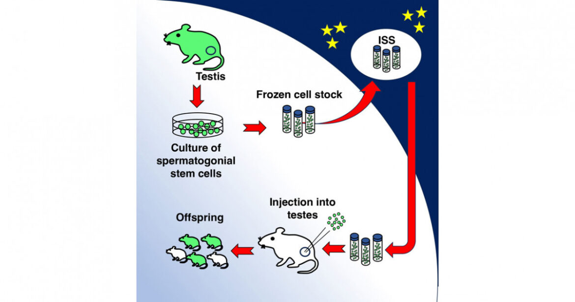Space mice babies | KYOTO UNIVERSITY