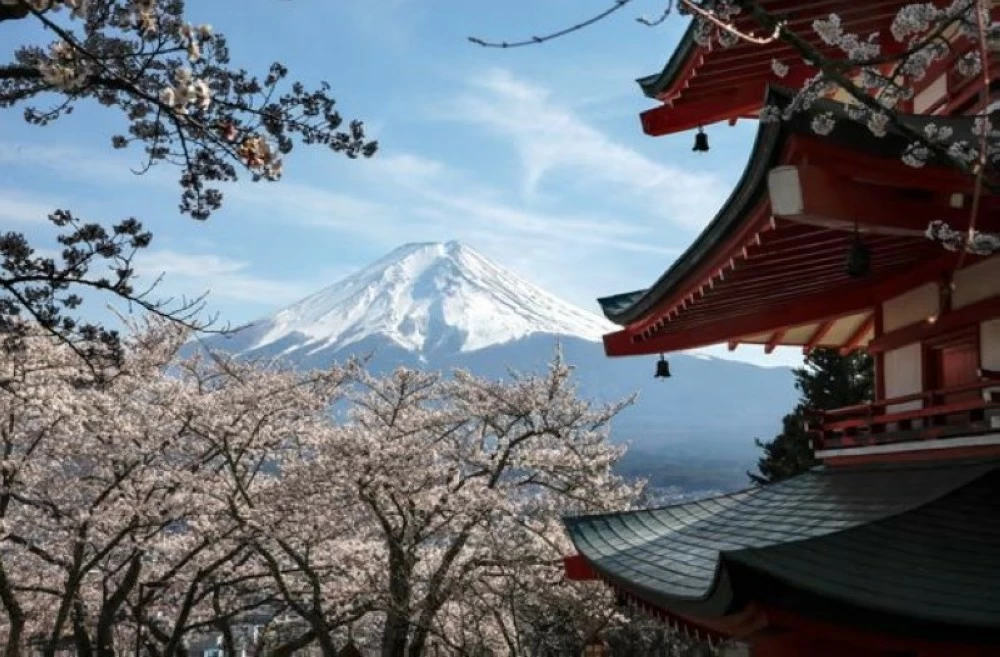 Japan cherry blossom festival canceled because of unruly tourists Japan cherry blossom festival canceled because of unruly tourists