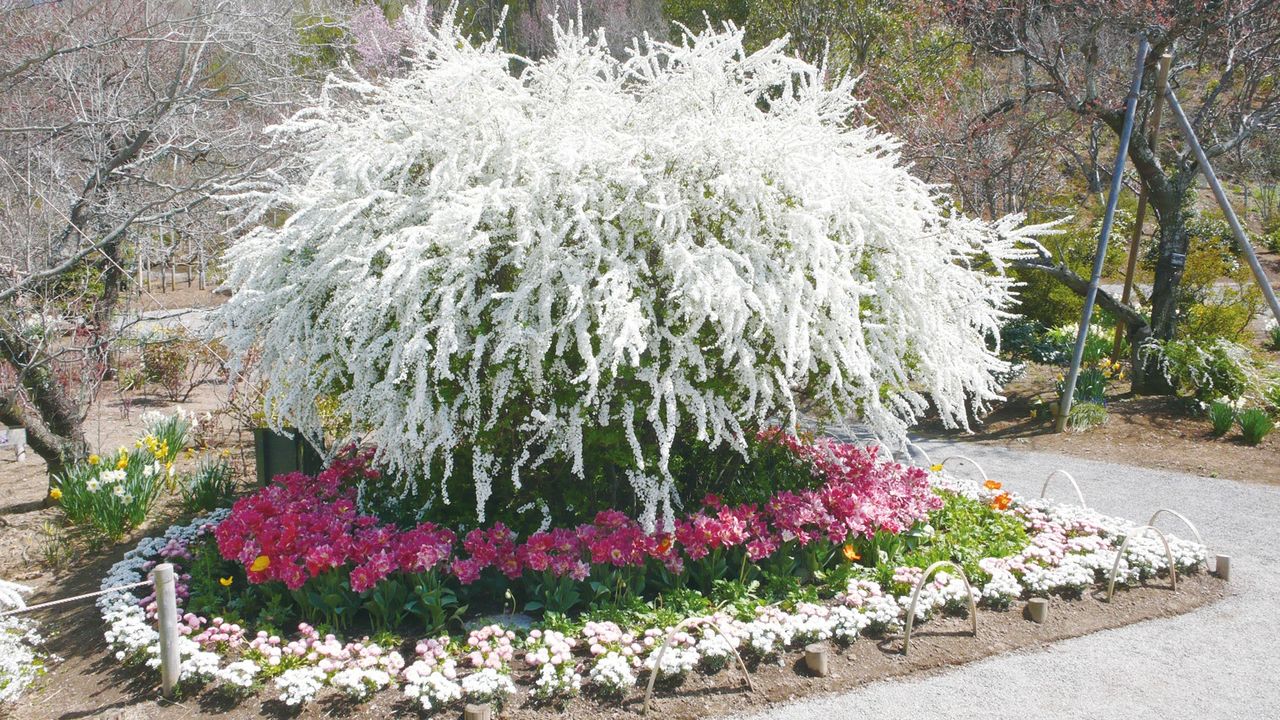 (© Ashikaga Flower Park)