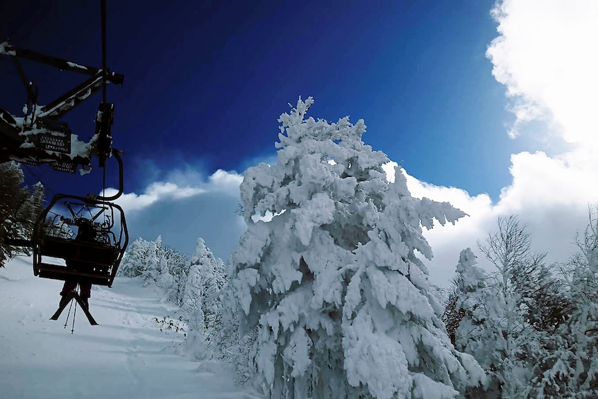A ski lift takes a skier up a snow-covered mountain top with a large snow-covered tree alongside it