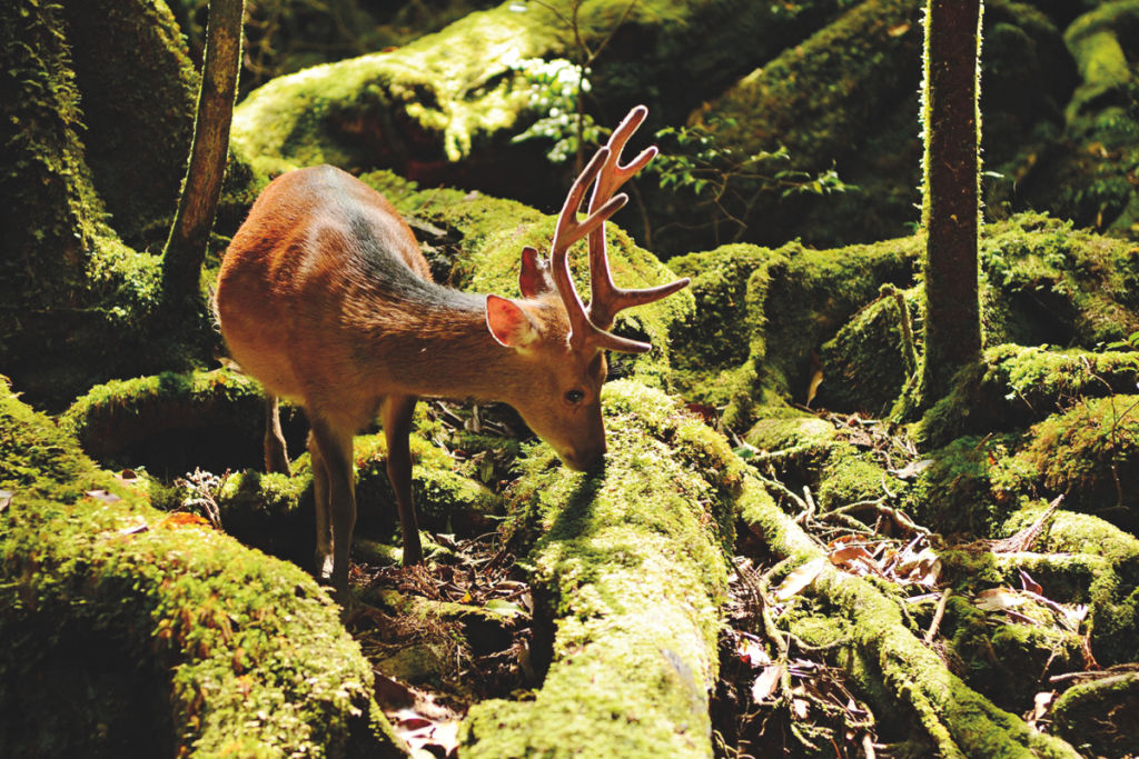 Yakushima deer