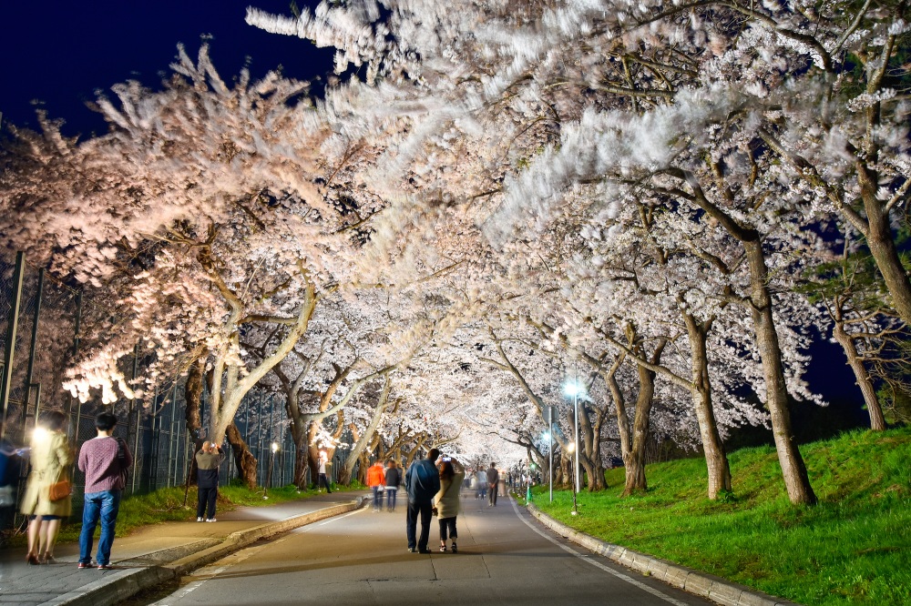 北海道賞櫻景點：法喜寺枝垂櫻，有在其他地方少見的枝垂櫻勝景