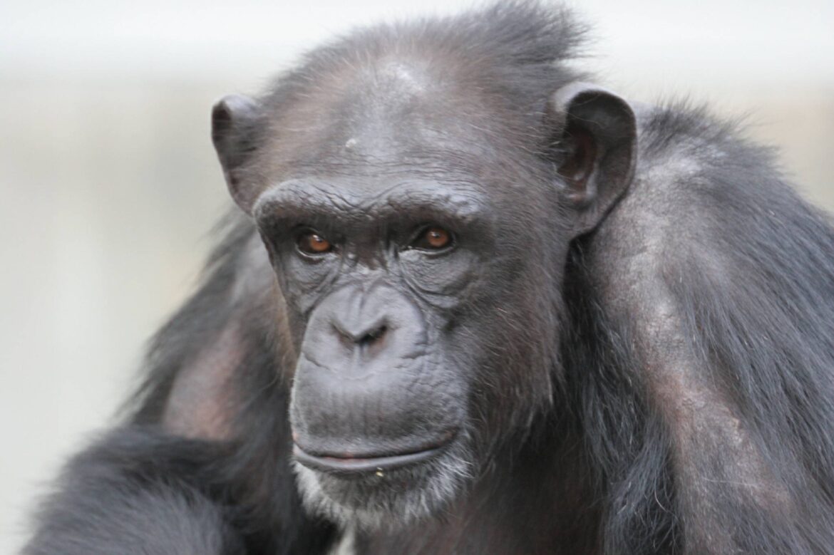 Kyoto University center launches memorial website for ‘genius’ chimpanzee Kyoto University center launches memorial website for ‘genius’ chimpanzee