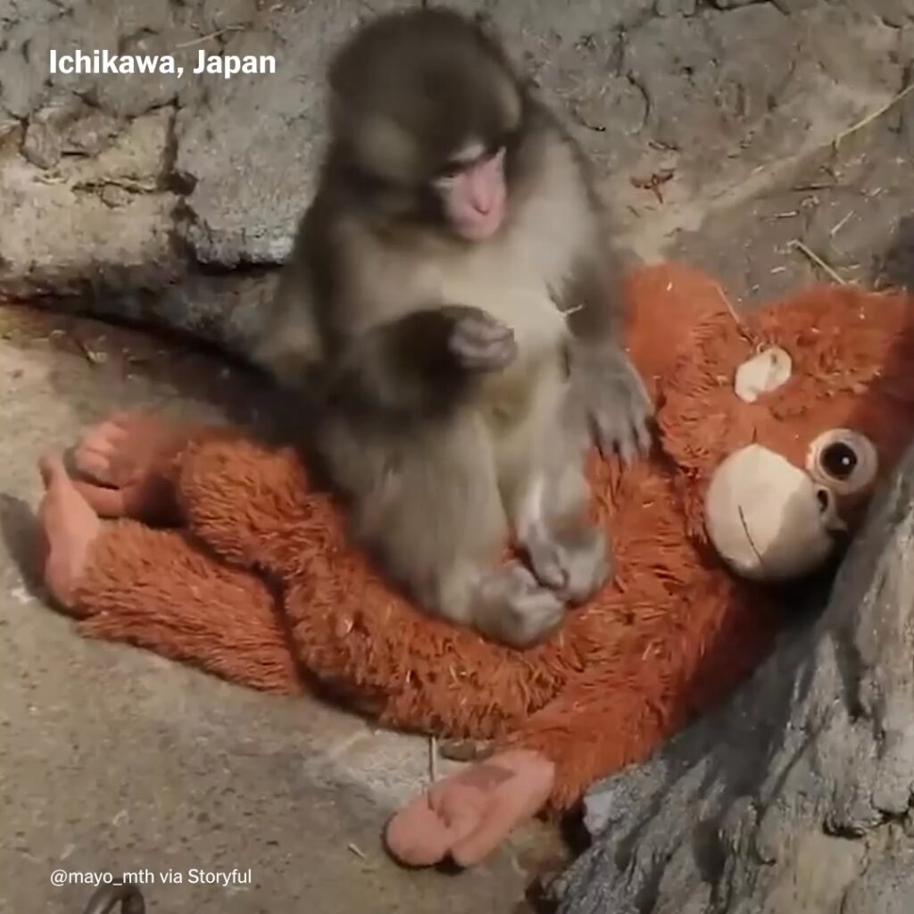 Punch, a monkey at Ichikawa City Zoo in Japan, had no friends. His mother abandoned him. He was struggling to integrate. But legions of fans from around the world have been cheering on the 7-month-old macaque, who is often clinging to a large stuffed orangutan for comfort. https://nyti.ms/4s6cYNj | The New York Times